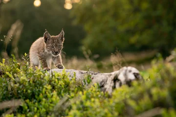 Fotobehang Lynx Kleine lynxwelp die voorzichtig op een omgevallen boomstam loopt