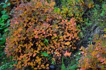 Obraz na płótnie Canvas autumn colors in the forest