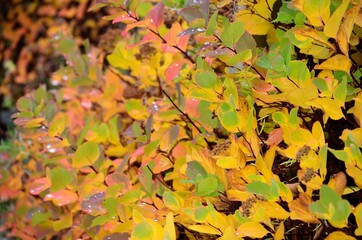 Fototapeta premium autumn colors in the forest