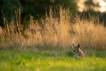Lynx cub alert in the grass in the golden hour of the sunset