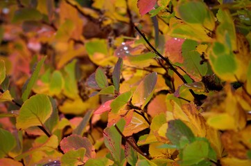 Fototapeta premium autumn leaves on tree