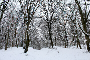 Winter forest. Beautiful landscape as background.