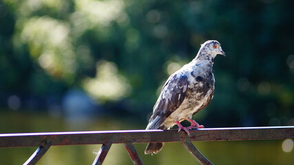 dove
