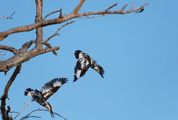 The pied kingfishers soaring away from the tree branch , Thailand