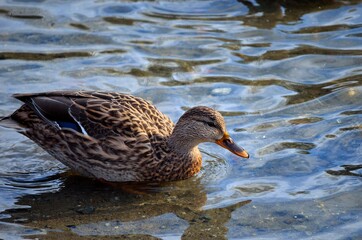 mallard duck in clear warm summer pond looking for food