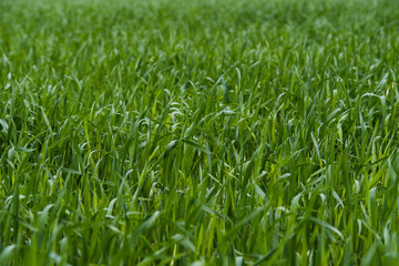 Young green wheat sprouts. Selective focus. Blurred background.