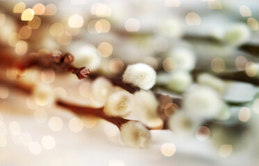 flora, plants and easter concept - close up of pussy willow branches over bokeh lights