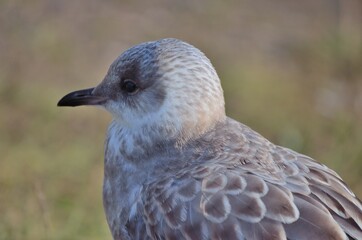 seagull resting on summer pond keeping a lookout
