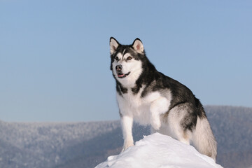 Alaskan Malamute in winter and snow