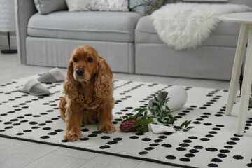 Brown cocker spaniel dog sitting near broken vase with flowers in living room
