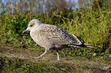 seagull wandering on summer pond shore
