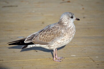 seagull on the bench
