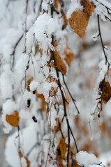snow covered branches