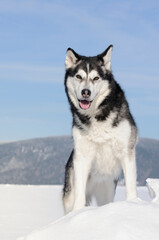 Alaskan Malamute in winter and snow
