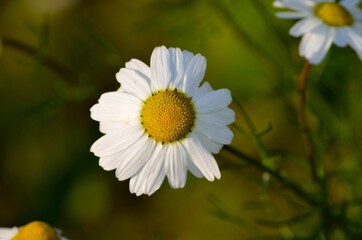 Fototapeta premium daisy flower reaching for the morning sunlight