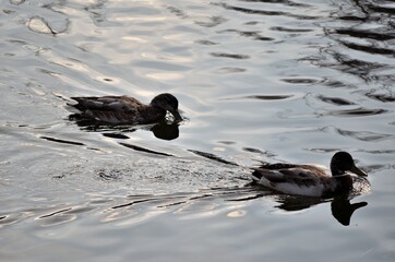 beautiful male mallard duck looking for food in clear summer pond