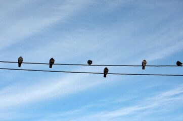pigeon on wire with blue sky background