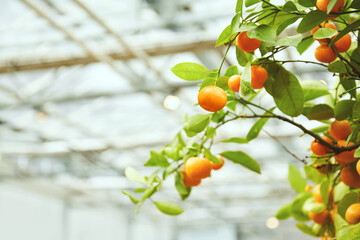 Juicy citrus fruits on a bush in the greenhouse
