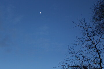 The moon appeared in the dark evening sky. Silhouettes of winter trees graceful against the sky