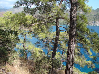 Amazing landscape of various mountain forest trees on a mountain slope against the mirror surface of the sea bay on the horizon.