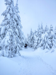 Trail to peak of Great Owl. Owl Mountains, Dzierżoniów County, Lower Silesian Voivodeship.