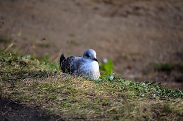 seagull resting on summer pond keeping a lookout