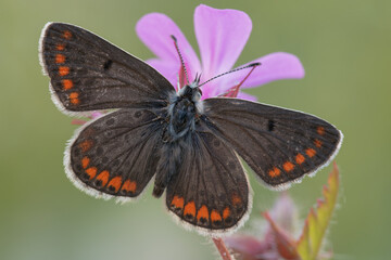 Aricia agestis, farfalla ad ali aperte su piccolo fiore viola 
