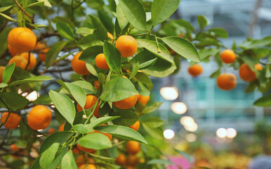 Juicy citrus fruits on a bush in the greenhouse