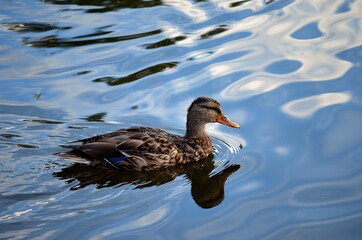 beautiful female mallard duck looking for food in clear summer pond