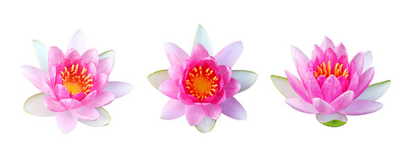 Pink water lily flower (Pink lotus flower) with isolated on white background, clipping path