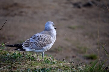 gull on pond shore in summer