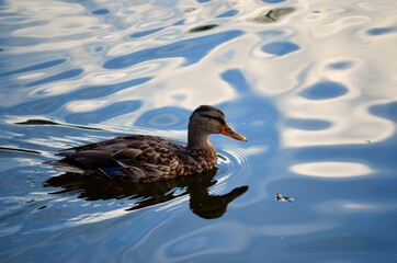 beautiful female mallard duck looking for food in clear summer pond