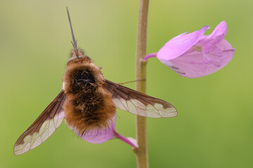 Bombylius major, piccola mosca su fiore rosa inteso, con sfondo verde