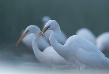 Great Egret fishing in misty mornings