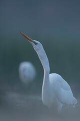 Great Egret fishing in misty morning