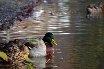 beautiful male mallard duck looking for food in clear summer pond