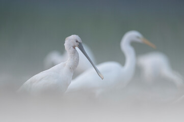 Eurasion Spoonbill (Platalea leucorodia)