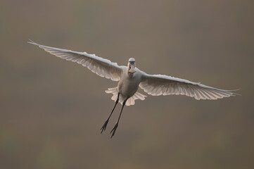 Eurasion Spoonbill (Platalea leucorodia) landing 