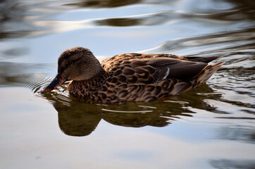 beautiful female mallard duck looking for food in clear summer pond