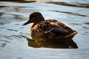 beautiful female mallard duck looking for food in clear summer pond