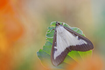 Cydalima perspectalis, piccola farfalla notturna che infesta e distrugge diversi tipi di alberi. 