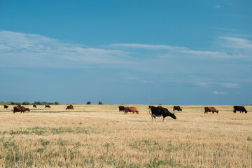 Cows on a yellow field and blue sky...