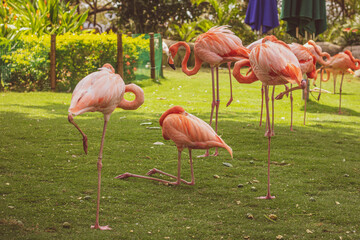 pink flamingos  in the contact zoo