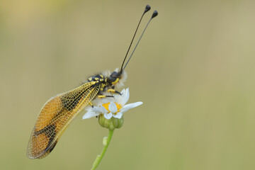 Libelloides longicornis, insetto su fiore bianco 