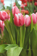 Pink tulips in the garden, close up