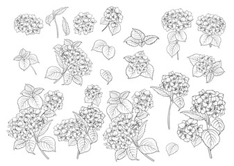 Set of line art hydrangea motifs.