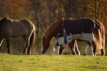 Obraz na płótnie Canvas majestic horses grazing on autumn field at sunset