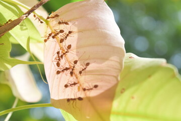 Ants underneath leaves in the morning light
