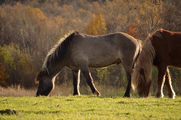 majestic horses grazing on autumn field at sunset