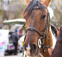 portrait of a horse on the street